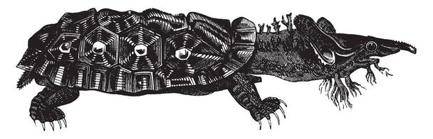 Matamata tartaruga é uma tartaruga de água doce encontrada na América do Sul principalmente nas bacias amazônicas e Orinoco, desenho de linha vintage ou gravura ilustração
. - Vetor, Imagem