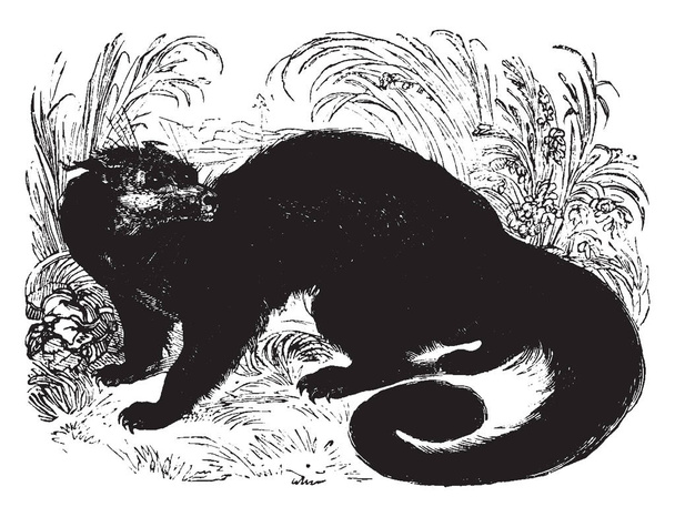 Binturong nero noto anche come bearcat e nativo del Sud, disegno a linee vintage o illustrazione incisione
. - Vettoriali, immagini