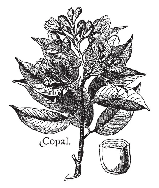 Esta es una rama de Copal llamada árbol de resina. Es útil en varios barnices, dibujo de línea vintage o ilustración de grabado
. - Vector, imagen