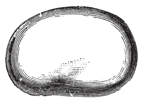 Esta é uma semente de feijão largo e tem forma oval. Esta semente comestível usada para cozinhar, desenho de linha vintage ou gravura ilustração
. - Vetor, Imagem