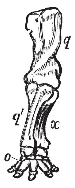 Extremidad anterior del elefante donde el brazo y el pie delanteros se tuercen para formar un tornillo óseo, un dibujo de línea vintage o una ilustración de grabado
. - Vector, Imagen