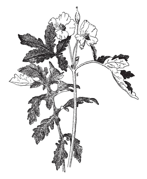 Obrázek ukazuje Stylophorum Diphyllum. Je to vytrvalá bylina. Je to přirozeně vlhké lesy ve východní Severní Ameriky. Tyto rostliny mají žluté květy, ročník kreslení čar nebo gravírování obrázku. - Vektor, obrázek