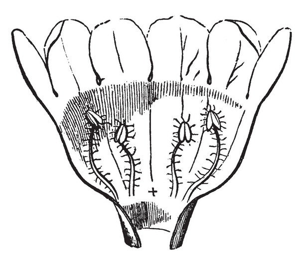 Μια εικόνα είναι που δείχνει Gerardia. Ανήκει στην Acanthaceae οικογένεια και ιθαγενή στην Αμερική. Πέταλα είναι ανοικτή για δείχνοντας τα τέσσερα στήμονες, vintage γραμμή σχεδίασης ή χαρακτική εικονογράφηση. - Διάνυσμα, εικόνα
