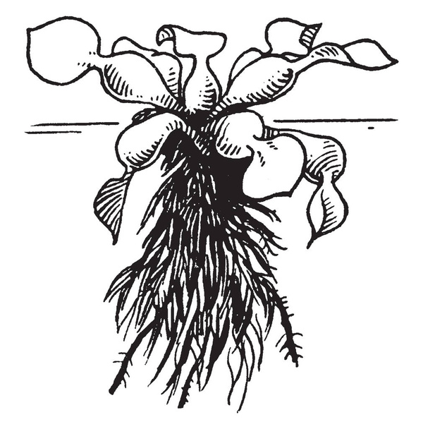 Eichhornia є вода плаваючою з розширеним petioles. Коріння рослин є видимими, старовинних штриховий малюнок або ілюстрація гравіювання. - Вектор, зображення