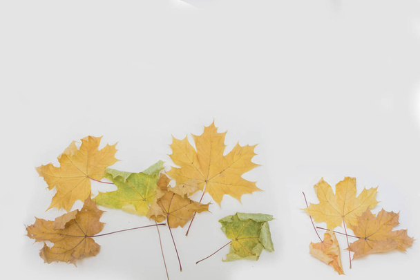 Осіннє кленове листя на білому тлі
 - Фото, зображення