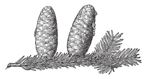 Esta imagem é Pine cone de Balsam Fir. Ele mostra as folhas no ramo, juntamente com frutas penduradas, desenho de linha vintage ou gravura ilustração
. - Vetor, Imagem