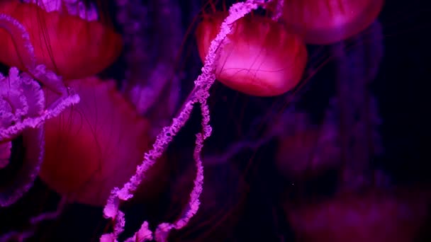 A lot of red jellyfish medusa in a black void, natural background - Video, Çekim