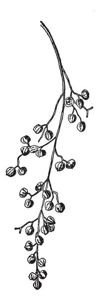 Cette image montre un fruit de Sumac empoisonné. Toxicodendron Vernix aussi connu sous le nom de sumac empoisonné. Poison sumac fait partie d'un trio de plantes qui produisent de l'huile appelée Urushiol, qui est un allergène puissant, un dessin de ligne vintage ou une illustration de gravure
. - Vecteur, image