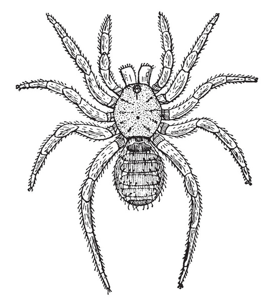 Liphistius Desultor is a genus of basal trapdoor spiders in the family Liphistiidae, vintage line drawing or engraving illustration. - Vector, Image