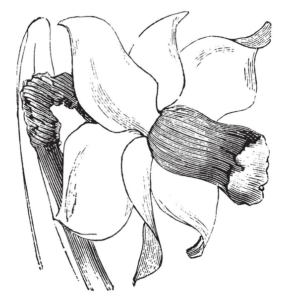 A totally bended large flower of Narcissus plant, vintage line drawing or engraving illustration. - Vector, Image