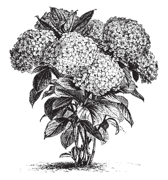 It is a picture of Hydrangea Hortensis flowers which are grown in April to September two and three feet tall mostly found in China and Japan also known as French Hydrangea, vintage line drawing or engraving illustration. - Vector, Image