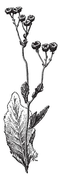 Obrázek ukazuje chryzantéma Balsamita také známý jako costmary. Costmary je trvalka s oválnými zoubkované listy a dorůstá až 2 m vysoká, vintage kreslení čar nebo gravírování obrázku. - Vektor, obrázek