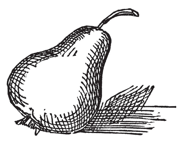 Nefis tadı ile çok yönlü meyve olan armut meyve resmi. Onlar büyük sağlık yararları, vintage çizgi çizme veya oyma illüstrasyon ile paketlenmiştir. - Vektör, Görsel