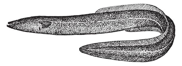 Longueur anguille commune de 1,5 m dans des cas exceptionnels, dessin à la ligne vintage ou illustration par gravure
. - Vecteur, image