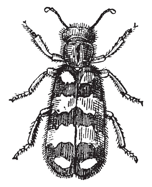 Mylabre (vergrößert), gravierte Illustration. Naturgeschichte der Tiere, 1880 - Vektor, Bild