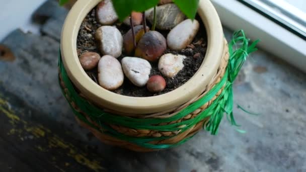 Avocado sprout in a pot on the windowsill - Footage, Video
