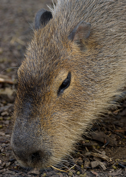 πορτρέτο του ένα ενηλίκων capybara - Φωτογραφία, εικόνα