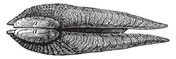 Аксесуарний клапан це невеликі додаткові клапани, як ті, що розташовані поблизу парасольок Genus Pholas серед молюсків, малювання вінтажної лінії або гравірування ілюстрації
. - Вектор, зображення