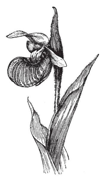 Cypripedium Spectabile is soort van de familie Orchidaceae. Leaves messen zijn in grote lijnen elliptische, vintage lijntekening of gravure illustratie. - Vector, afbeelding
