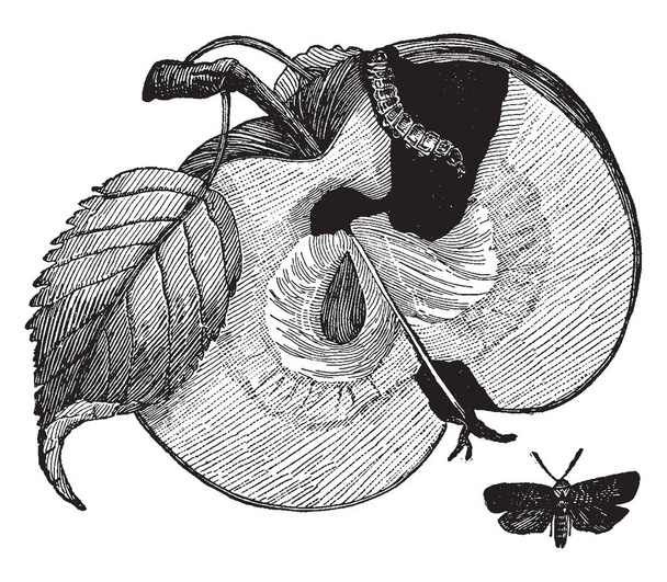 Una imagen de una manzana con gusano comiendo y pinchando una manzana, dibujo de línea vintage o ilustración de grabado
. - Vector, imagen