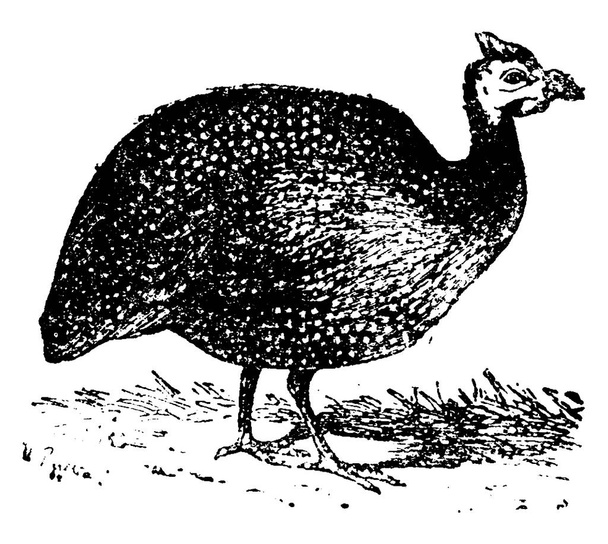 Guineafowl, παλιάς χρονολογίας, χαραγμένο εικονογράφηση. Φυσική ιστορία των ζώων, 1880 - Διάνυσμα, εικόνα