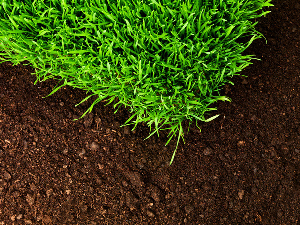 Healthy grass and soil - Valokuva, kuva