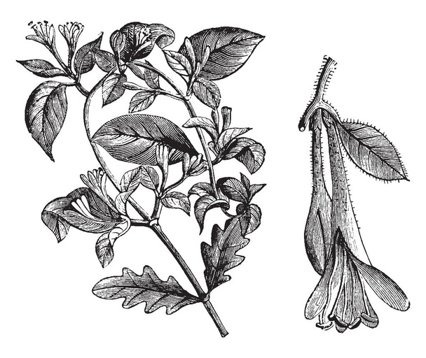 This is a flowering branchlet of Lonicera Caprifolium with very fragrant, cream-colored flowers. It is also known as honeysuckle, vintage line drawing or engraving illustration. - Vector, Image