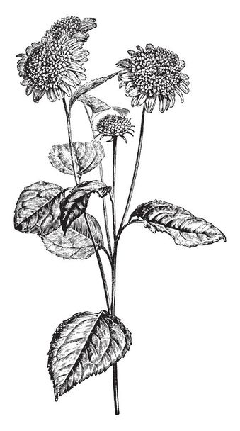 Obrázek ukazuje pobočka květu slunečnice s názvem jako Helianthus Decapetalus Multiflorus. Květina hlavy jsou žluté a listy jsou podlouhlé, eliptické, vintage kreslení čar nebo gravírování obrázku. - Vektor, obrázek