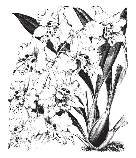 It is considered by many to be the most beautiful orchid of all but is also one of the most difficult to grow. Odontoglossum crispum flowers have pure white sepals and petals and a yellow lip, vintage line drawing or engraving illustration. - Vector, Image