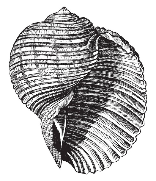 Dolium galea found in the Mediterranean generally on reefs, vintage line drawing or engraving illustration. - Vektor, obrázek