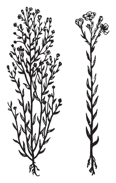 New Zealand flax plant information indicates that tubular, showy flowers appear on erect stems but only in their native region and rarely in greenhouse care, vintage line drawing or engraving illustration. - Vector, Image