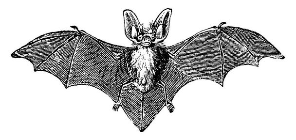 Grey long-eared bat, vintage engraved illustration. Natural History of Animals, 1880 - Vektor, kép