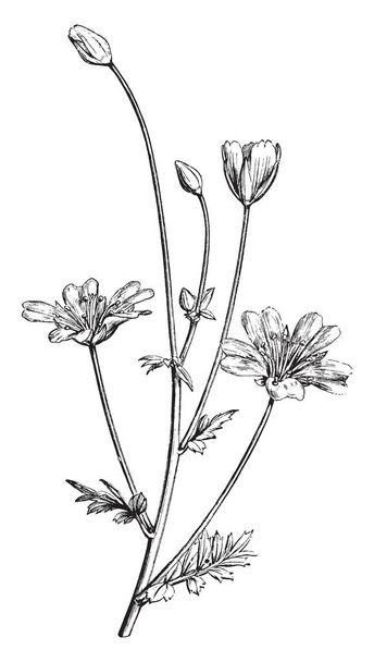 This is species of annual flowering plant. Flowers have five petals with yellow color in the middle and white in outer side, vintage line drawing or engraving illustration. - Vektor, kép