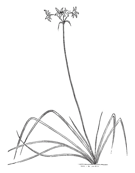 Leucocoryne Ixiodes bitki bu. 1 ft büyüyebilir, yaprakları uzun ve katlanmış. Bu kök, vintage çizgi çizme veya oyma illüstrasyon alt kısmı genişler. - Vektör, Görsel