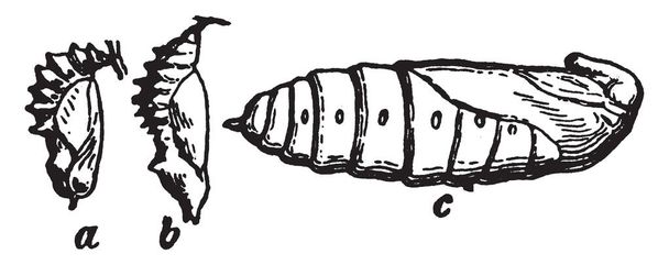 Poczwarki w którym poczwarki wiele Lepidoptera, vintage rysowania linii lub Grawerowanie ilustracja. - Wektor, obraz