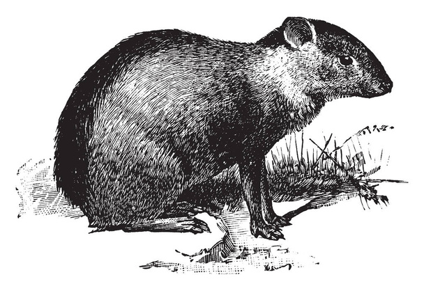 Agouti designates several rodent species of the genus Dasyprocta, vintage line drawing or engraving illustration. - Vector, Image