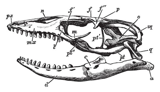 Acrodont es una formación de los dientes mediante la cual los dientes se consolidan con la cumbre de la cresta alveolar de la mandíbula sin enchufes, dibujo de línea vintage o ilustración de grabado.
. - Vector, imagen