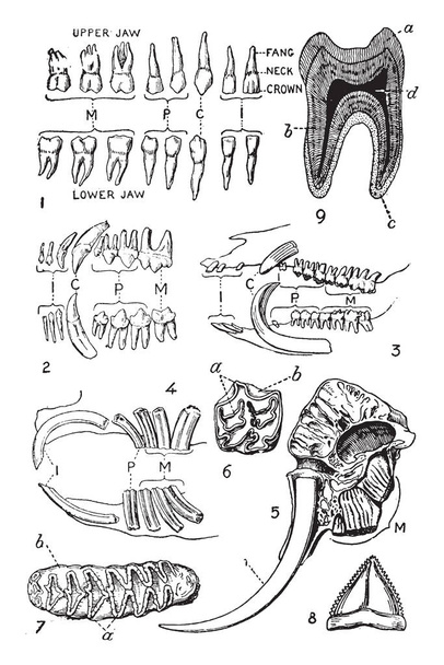 Секция черепа индийского слона, показывающая зубную часть правой стороны, рисунок винтажной линии или гравировку
. - Вектор,изображение