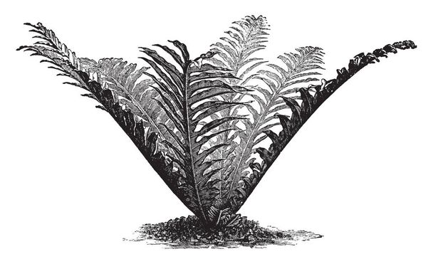 L'immagine è della pianta Polypodium Heracleum. Appartiene alla famiglia delle Polypodiaceae. Il rizoma sta strisciando. La felce può formare associazioni radicali con le ife di funghi, disegno a linee vintage o illustrazione incisione
. - Vettoriali, immagini