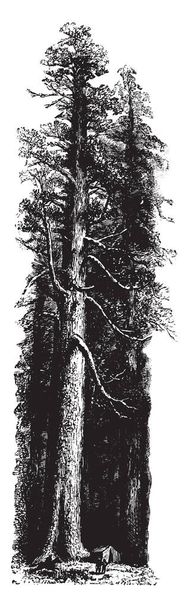 Questa immagine mostra albero di sequoia che si trovano in California, disegno a linee vintage o incisione illustrazione
. - Vettoriali, immagini