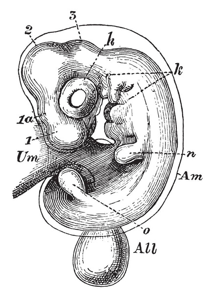 Самая внутренняя из мембран, которая охватывает эмбрион высших позвоночных, как млекопитающих птиц и рептилий, рисунок винтажной линии или гравировка иллюстрации
. - Вектор,изображение