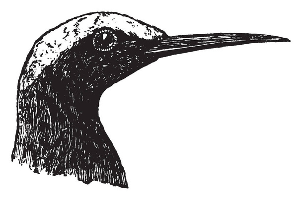 Rybák Noddy je že středně velkou, pták, vintage kreslení čar nebo gravírování obrázku. - Vektor, obrázek