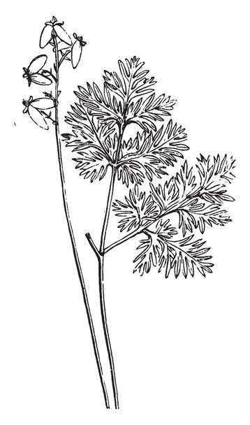 The size of the leaves is finely and dense and flowers have two sepals and four petals, leaves and flower grow on direct stem, vintage line drawing or engraving illustration. - Vector, Image