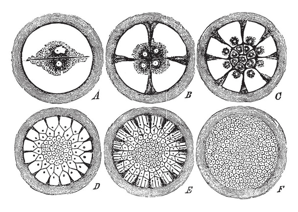 Сегментація Vitellus, де результуючий купі мало клітини припускає фігура тонкий, vintage штриховий малюнок або ілюстрація гравіювання. - Вектор, зображення