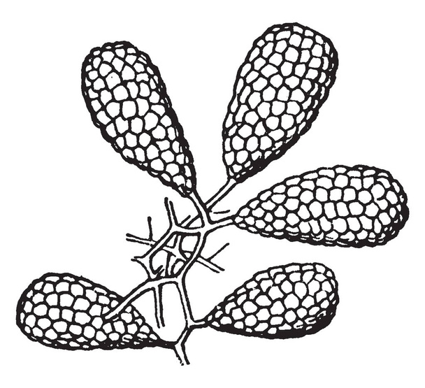 Orchis - род в семействе орхидей, встречающийся в основном в Европе. Орхидея с некоторыми пакетами или частичными пакетами, винтажным рисунком линии или завораживающей иллюстрацией
. - Вектор,изображение