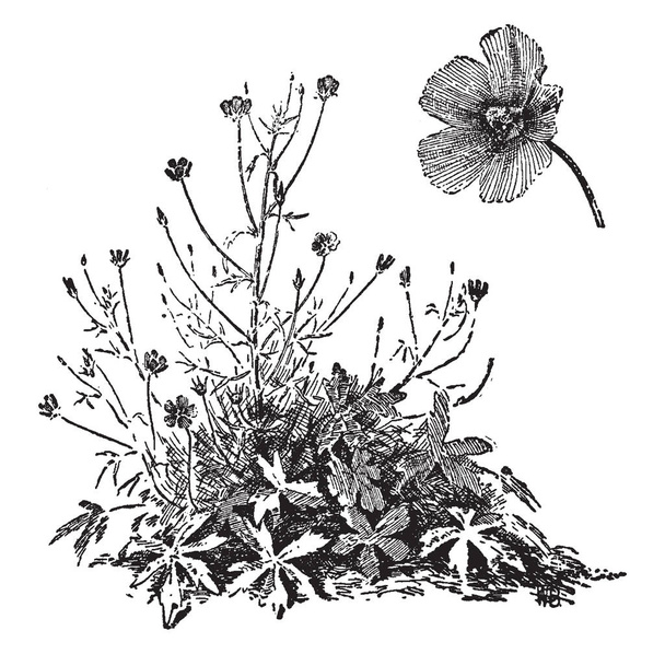 カリロエ Pedata は花赤紫、チェリーレッドの花、ビンテージの線の描画を持つやイラストを彫刻のアオイ科の植物家族に属する植物. - ベクター画像