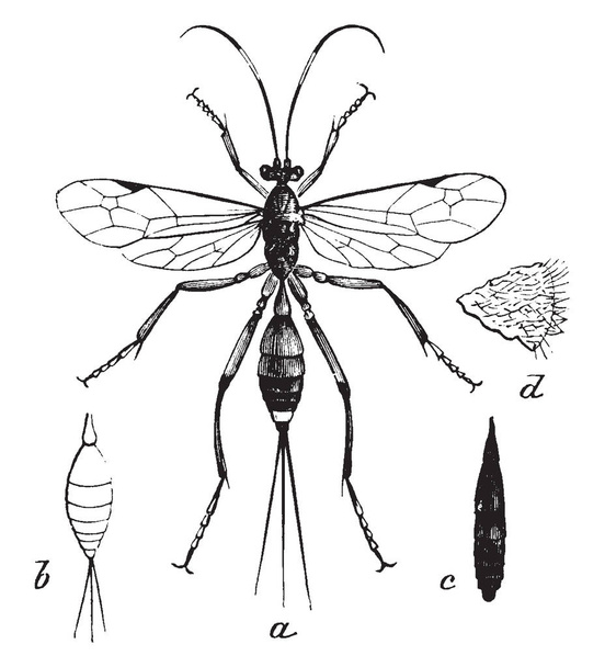 Cryptus es un género de moscas ichneumon, dibujo de línea vintage o ilustración de grabado.
. - Vector, imagen