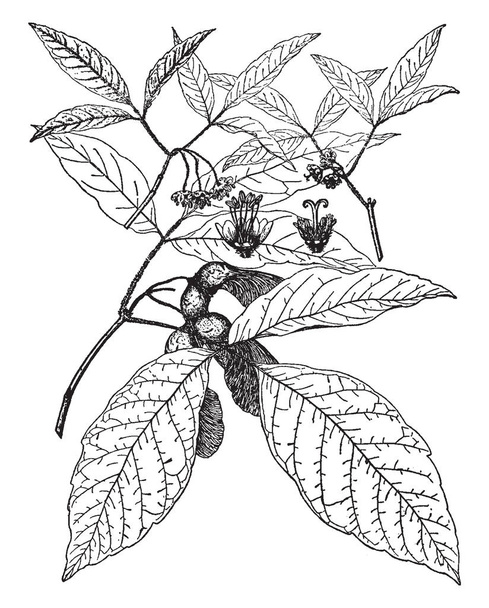 Это ветвь Acer Nikoense, с листьями, семенами и цветами. Рост 40 футов, рисунок винтажной линии или гравировка
. - Вектор,изображение