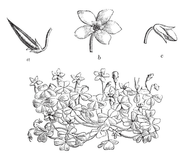 Oxalis Corniculata flores são amarelas e expandidas, desenho linha vintage ou gravura ilustração
. - Vetor, Imagem