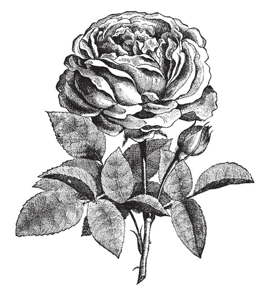 Αυτή η εικόνα δείχνει το τριαντάφυλλο. Τα λουλούδια είναι πολύ πυκνή. Τα φύλλα είναι ωοειδές σχήμα. Αυξήθηκε η κατανάλωση από τα καλλωπιστικά. Οι μίσχοι είναι ακανθώδες, εκλεκτής ποιότητας γραμμικό σχέδιο ή απεικόνιση χαρακτική. - Διάνυσμα, εικόνα